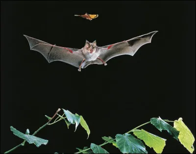 Et comment s'appelle la plus petite ?