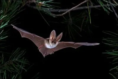 Il y a plus de___espèces de chauves-souris.