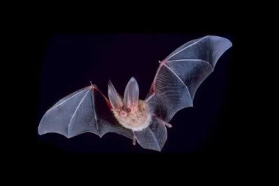 Y a-t-il des chauves-souris dans les régions polaires ?