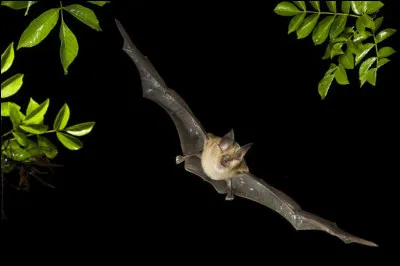 Comment les chauves-souris insectivores repèrent-elles les insectes ?