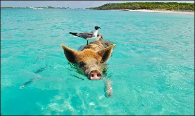 Nature  Quelle est cette espèce que l'on peut, à notre grand plaisir, retrouver sur une île bahaméenne ?