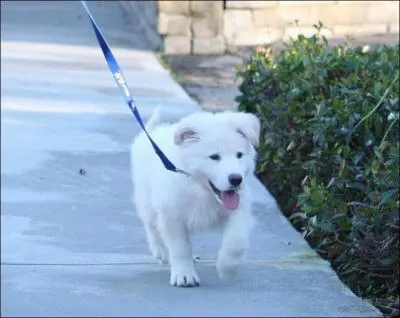 Comment s'appelle le nouveau chien de Miley (labrador) ?