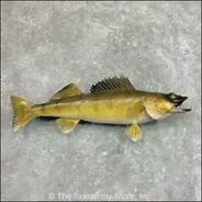 Quel poisson n'a pas d'écailles ?