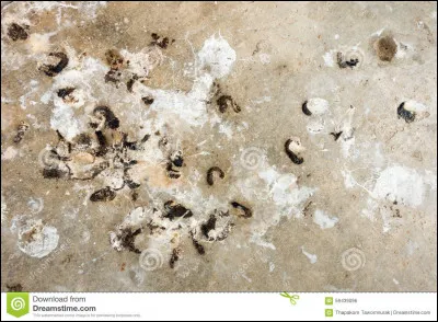 Tu pars au cinéma, quand une crotte d'oiseau te tombe dessus :