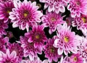 Quiz Plante (5) - Le chrysanthme - La fleur de l'automne