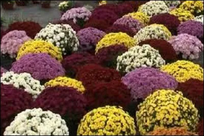 Que signifie étymologiquement le mot "chrysanthème" ?
