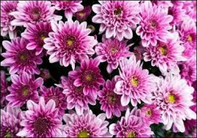 Généralement, cette fleur sert à décorer :