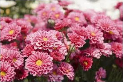 Quelle est sa période de floraison ?