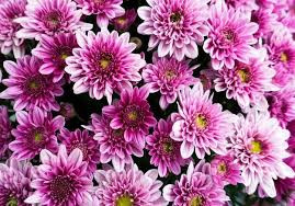 Quiz Plantes