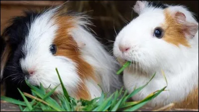 Comment s'appelle cet animal ?