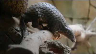 Comment s'appelle cet animal ?