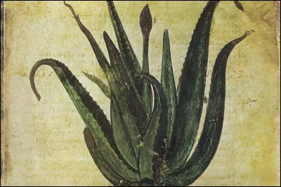 Première plante dont le "sang" donnait la beauté, la santé et l'éternité. Quelle est-elle ?