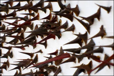 Épines d'un arbre que les anciens Égyptiens écrasaient puis mélangeaient avec du miel et des dattes, servant de moyen de contraception. Quel est-il ?