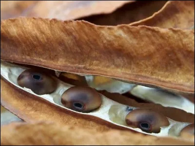 Dans l'Égypte Antique, la graine de cet arbre était utilisée comme unité de mesure dans le commerce des pierres précieuses. Quel est-il ?