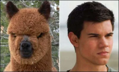 Ne viens pas hurler avec les loups si tu ne trouves pas !