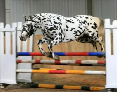 Quelle est la race de ce cheval ?