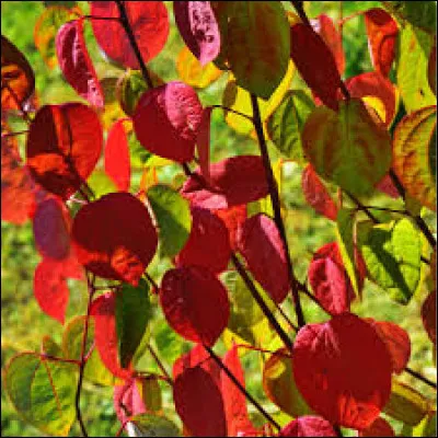 Cet arbre mettra un peu de couleur dans votre jardin :
