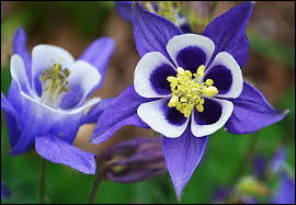 Quiz Plantes