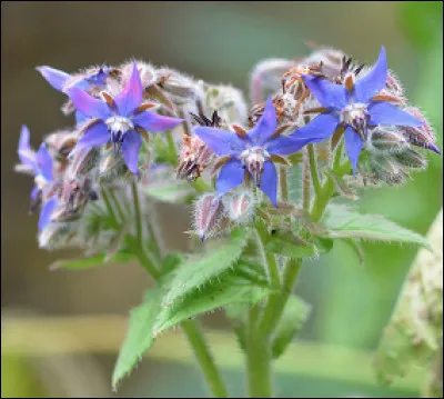 Quelle est cette plante herbacée avec des fleurs bleues en forme d'étoile ?