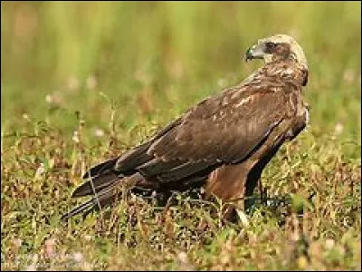 Quel est ce rapace diurne des landes et marais qui niche au sol ?