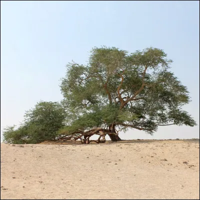 Histoire  À partir de quelle siècle/année un protectorat britannique a-t-il été mis en place au Bahreïn ?