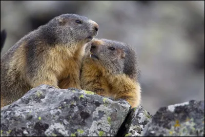 Que la montagne est belle ! Vous avez vu des marmottes, mais je vous pose une question :