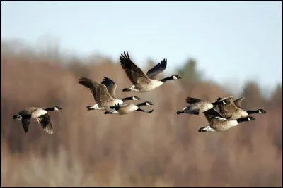 Dans sa chanson "Le Chasseur" quels oiseaux migrateurs Michel Delpech, soudain, a-t-il vu passer ?