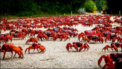 Maintenant, parlons faune et flore. L'île Christmas est connue pour abriter de très nombreuses populations de crabes rouges. Ils sont à peu près combien ?