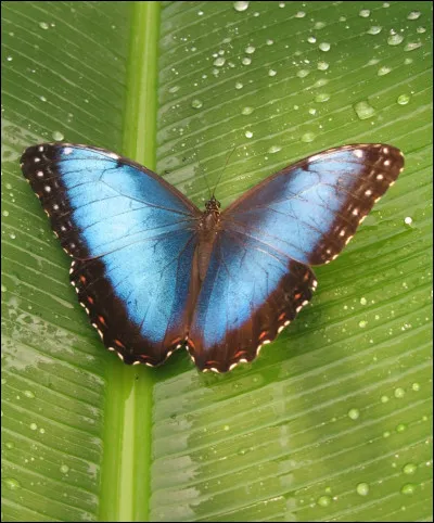 Qu'est-ce qu'il collectionne ?