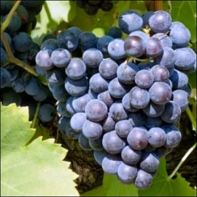 Quel vignoble, qui remonte au souverain Jean XXII, produit surtout du grenache ?