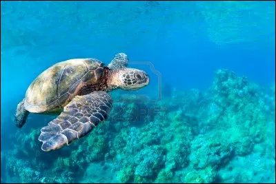 Recife est une ville du Brésil qui a un accès à l'Atlantique.
Les récifs coralliens sont des lieux de biodiversité magnifique. Le plus grand se situe en Australie, mais savez-vous sa longueur ? (environ)