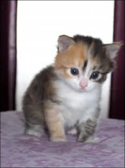 Quel serait ton animal ?