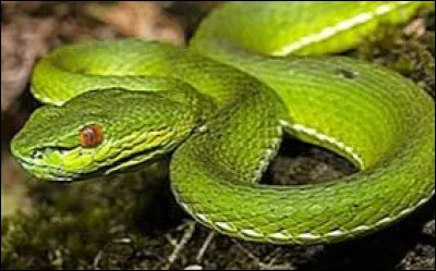 Quel est cet animal ?