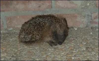 Quel est cet animal ?