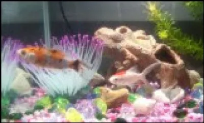 Quels sont ces animaux ?