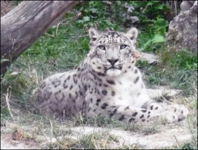 Quel est cet animal ?