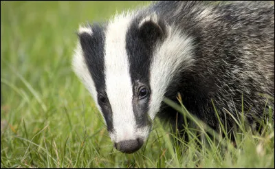 Quel est cet animal ?