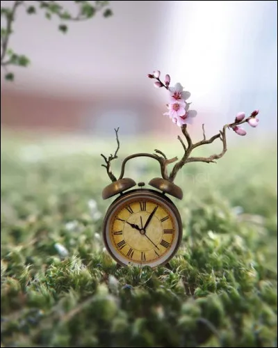 Lequel de ces trois arbres vit depuis le plus longtemps, avec 9 552 ans passés sur la montagne de Fulufjället, dont le parc est situé dans la commune d'Älvdalen du comté de Dalécarlie, au sud-ouest de Särna ?