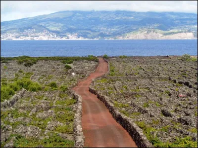 Hormis les vignes, jusque dans les années 1980, quelle activité était le principal moteur économique de l'île de Pico ?