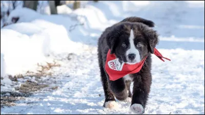 Comment s'appelle cet animal ?