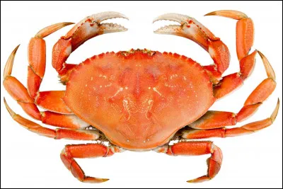 Comment s'appelle cet animal ?