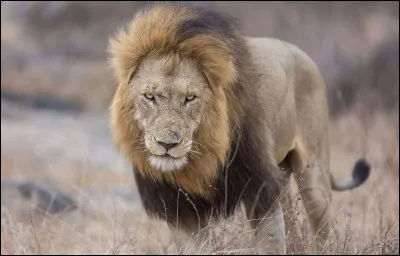 En Afrique du Sud, on peut voir les "big five". 
Quels sont ces 5 grands mammifères ?