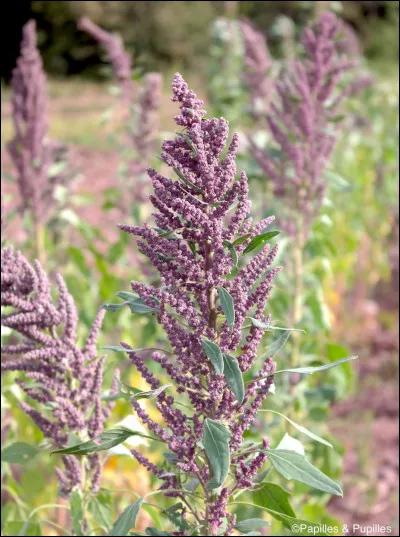 Que penses-tu des fleurs ?