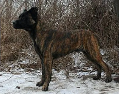 Ce chien est originaire de l'&icirc;le de S&atilde;o Miguel.