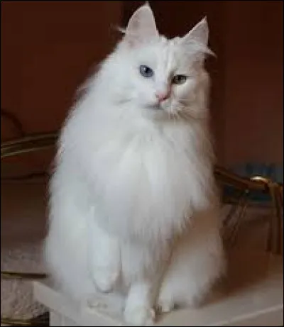 Quelle est cette race sur la photo ?