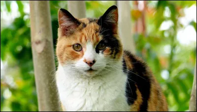 Quelle est cette race sur la photo ?