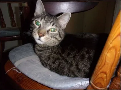 Et pour finir, devinez le nom de mon chat en photo, décédé, et qui est le titre de mon quiz.