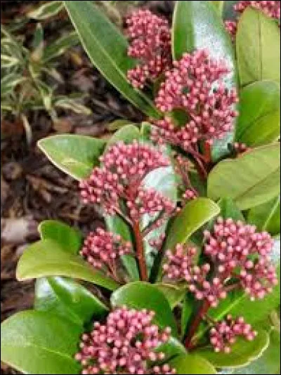 D'où est-elle d'origine ?