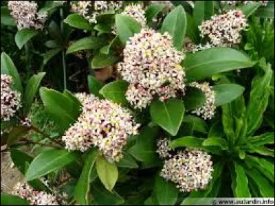 De préférence, il faut planter cet arbuste :