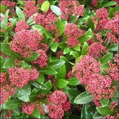 De quelle couleur sont les fleurs ?